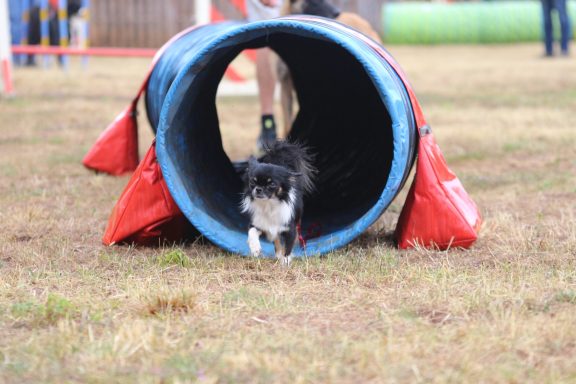 Les activités canines sportives : Agility, Hoopers...